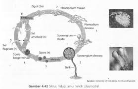 Siklus Hidup Jamur Lendir Myxomycota Sridianti Com