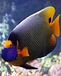 Blueface Angelfish Com Imagens Aquario De Agua Salgada Peixes Tropicais Aquario Marinho