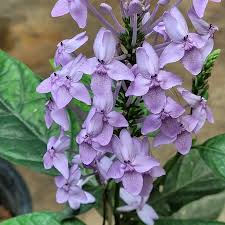 Image result for Pseuderanthemum