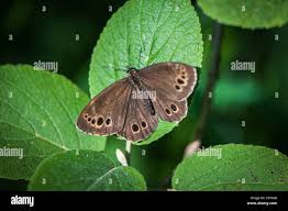 Image result for Lopinga achine