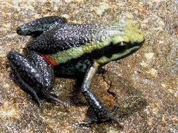 Www Dendrobase De Pfeilgiftfrosch Frosch Und Krote Frosche