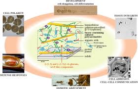 Maybe you would like to learn more about one of these? A Review About Brown Algal Cell Walls And Fucose Containing Sulfated Polysaccharides Cell Wall Context Biomedical Properties And Key Research Challenges Sciencedirect