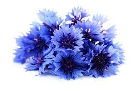 Benefits Of Cornflower Flower Doctor Maher S