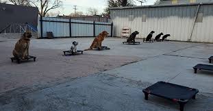 As dog owners it is also important that our dog is obedient, well socialised and well behaved both within the family and when outside in the community. Best Dog Obedience Training In Dallas Tx Dallas Puppy Trainers