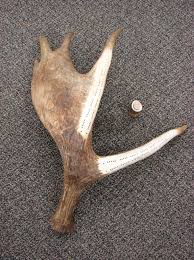 Antler Decor Moose R Us Com Log Cabin Decor About 1% of these are christmas decoration supplies, 9% are resin crafts, and 4% are sculptures.