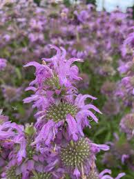 Image result for Motandra