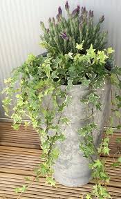 24 Best Vines For Containers Trellis Plants Climbing Plants Indoor Vines