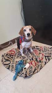 We did not find results for: Ernie Is An 8yr Old Beagle Available At Bonnie S Animal Rescue Paramus Nj Beagle Puppy Beagle Dog Beagle