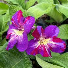Image result for Streptocarpus goetzei