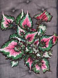 Pin On My Dream Garden