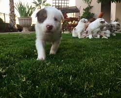 Litter Of 7 Border Collie Puppies For Sale In El Paso Tx Adn 34177 On Puppyfinder Com Gender Ma Collie Puppies For Sale Border Collie Puppies Collie Puppies