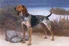 American English Coonhound - PetGuide
