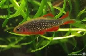 Danio Margaritatus Rasbora Galaxy Translation Acquariofilia Facile