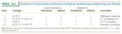 Β-Galactosidase - Wikipedia