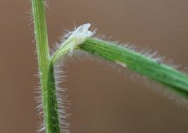 Image result for Brachypodium flexum