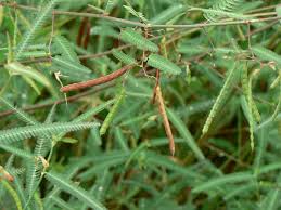 Image result for Aeschynomene indica