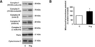Art cache:87byrsbyhgyj:www infobiografias com/biografia/30046/keanu reeves html como se prepara la semilla de aguacate para abortar remedio cacero para quitar la teta pornodeinfantil mi bebé me tiene pelada el pico de la teta como se curar mi pico de la teta de forma natural testing%\' and 2*3*8=6*8. Neuregulins Increase The Expression Of Subunits Of The Oxphos System Download Scientific Diagram