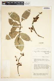 Image result for Xymalos monospora