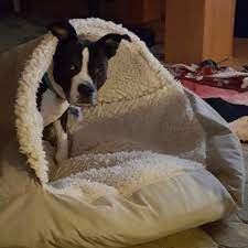 Deciding when it is time to let go of your companion animal is a personal decision which should never be taken lightly. Peaceful Pet Passage Home Facebook