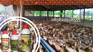 Carilah satu perkataan yang meliputi pengertian kedua kata tadi. Vitamin Apa Yang Diberikan Untuk Bebek Informasi Umum 2021
