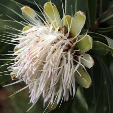 Image result for Protea gaguedi