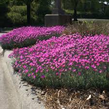 Image result for Dianthus