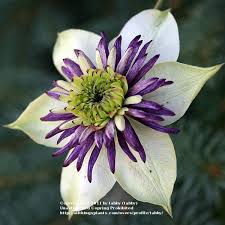I was wondering if the plant will survive being indoors during the entire winter. Clematis Vienetta In The Clematis Database Garden Org