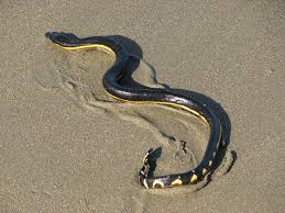 sea snake wikipedia