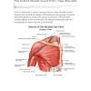 Of the two chest muscles, the pectoralis major (a.k.a. 1