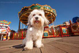 New and used items, cars, real estate, jobs, services, vacation rentals and more virtually anywhere in ontario. The 10 Best Dog Coffee Table Books You Must Have Hilarious Hound