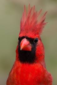 Bird With Red Mohawk Pin On Beautiful Flyers