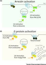 Maybe you would like to learn more about one of these? Subcellular Organization Of Gpcr Signaling Trends In Pharmacological Sciences