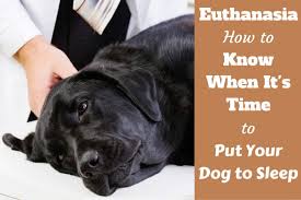 12 things you may not know about. When To Put Your Dog Down Tips How To Know It S Time To Euthanize A Dog