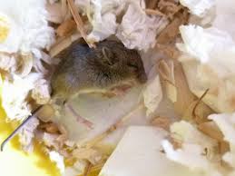 There are 80 baby field mouse for sale on etsy, and they cost $13.54 on average. I Found A Baby Mouse Album On Imgur