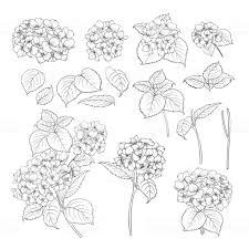 Black Contour Of Hydrangea On White Background Mop Head Hydrangea Hydrangeas Art Hydrangea Tattoo Hydrangea Painting