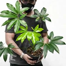 Image result for Thaumatophyllum