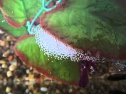 Betta Fish Bubble Nest And Info Youtube