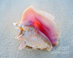 Queen Conch Shell By Catherine Sherman In 2021 Conch Shell Bahamas Beach Shells