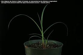 Image result for Cenchrus unisetus