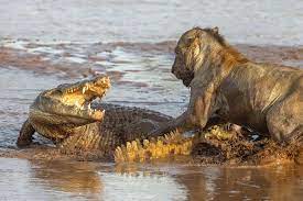 Reddit The Front Page Of The Internet Wild Animals Attack Animal Attack Animals Wild