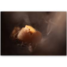 Image result for Tinnea vesiculosa