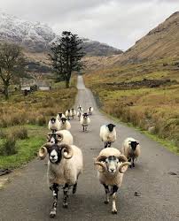 We have reviews of the best places to see in scotland. Szkocja Animals Beautiful Animals Scotland