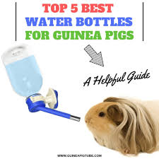Maybe you would like to learn more about one of these? Best Water Bottles For Guinea Pigs A Helpful Guide Guinea Pig Tube