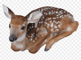 Free Png Download Baby Deer Png Images Background Png Baby Deer Transparent Background Clipart 1019790 Pikpng They must be uploaded as png files, isolated on a transparent background. free png download baby deer png images