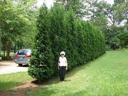 Follow these suggestions from design experts to gain privacy and block unsightly views. Stunning Privacy Fence Line Landscaping Ideas 54 Rockindeco