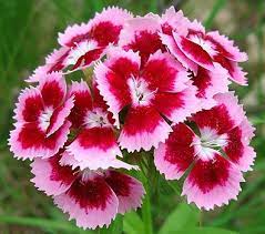 Google Image Result For Http Www Aefraser Com Blog June08 Sweet William 2 Jpg Sweet William Flowers Hummingbird Plants Sweet William