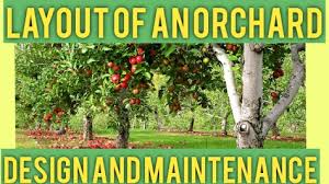 See more ideas about fruit trees, growing fruit trees, fruit garden. Layout Design Of An Orchard Gardening