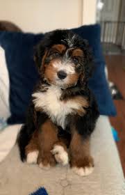 F1b puppies are thought to be one of the best combinations for folks with allergies!… Arlo F1b Reverse Standard Bernedoodle Bernedoodles