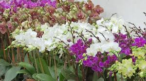 Christmas floral picks and sprays. Flowers Blooming Customers Drying Up In Flower District