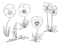 Billedresultat For Violet Line Drawing Violet Flower Tattoos Flower Sketches Flower Drawing